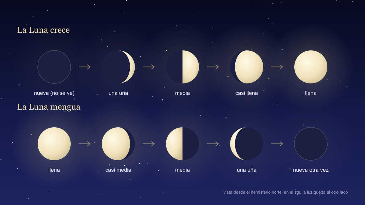 Diagrama para niños de las fases de la Luna en dos filas: la Luna crece (nueva, una uña, media, casi llena, llena) y la Luna mengua (llena, casi media, media, una uña, nueva otra vez)